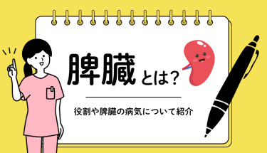 脾臓とは？役割や脾臓の病気について紹介